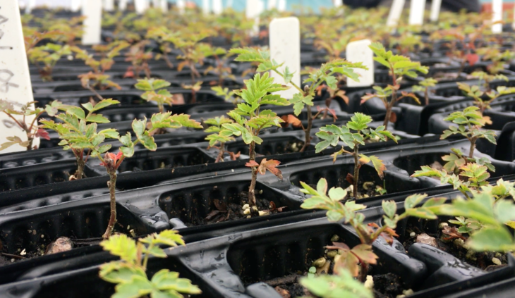 Saplings in the nursery on the Isle of Eigg © Tasha McVarish