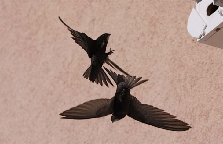 Swifts in flight © Bernard Genton 