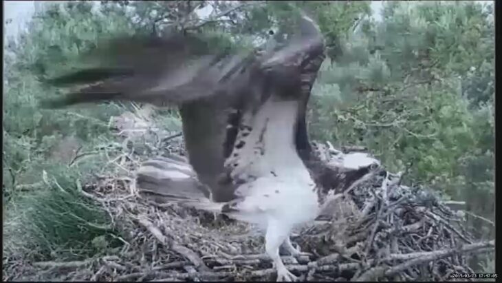 LF15 arrives on the nest © Scottish Wildlife Trust