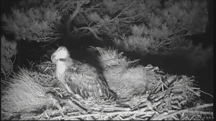 LF15 grabs a well earned sleep © Scottish Wildlife Trust