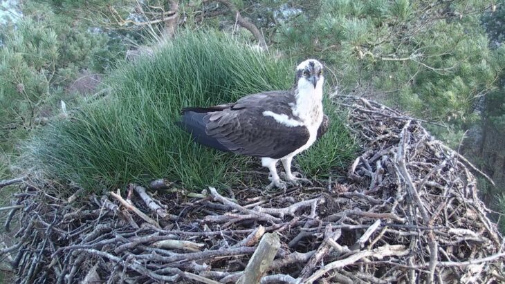 LM12 on the nest at Loch of the Lowes © Scottish Wildlife Trust