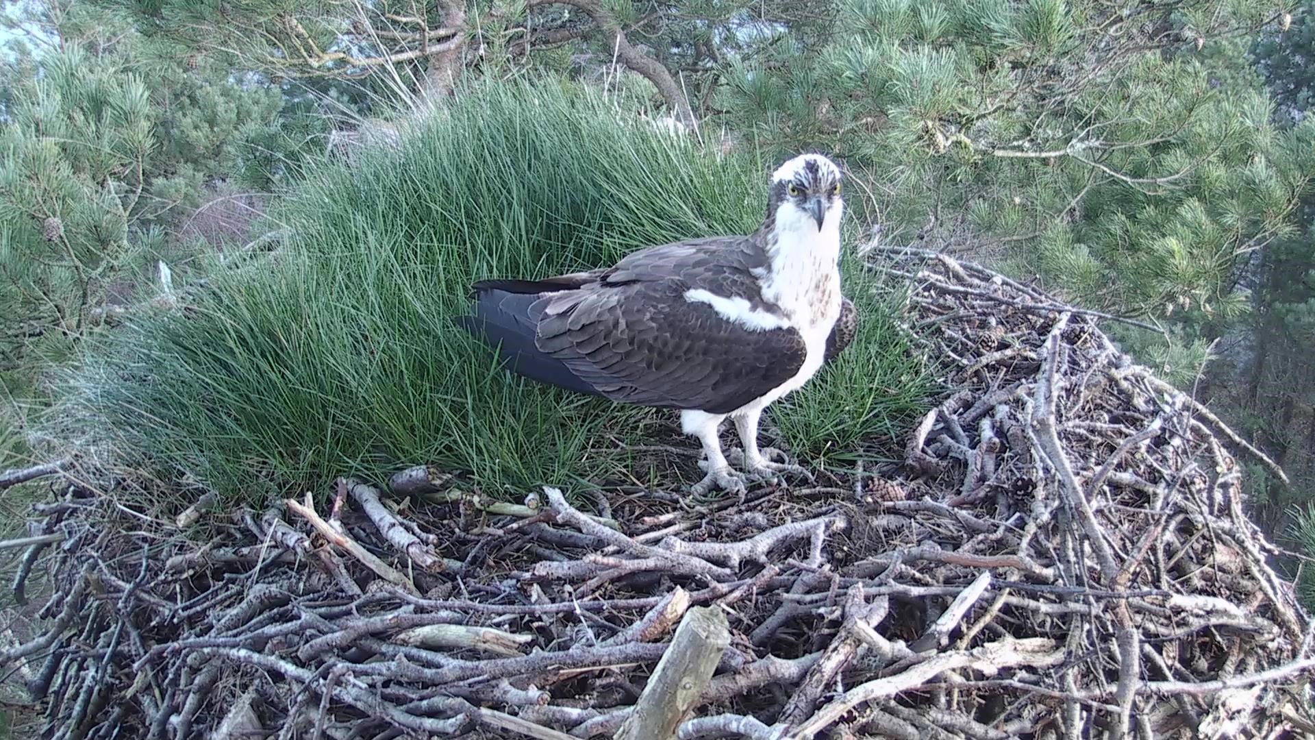 First Osprey Of 2019 Arrives At Loch Of The Lowes Scottish Wildlife Trust