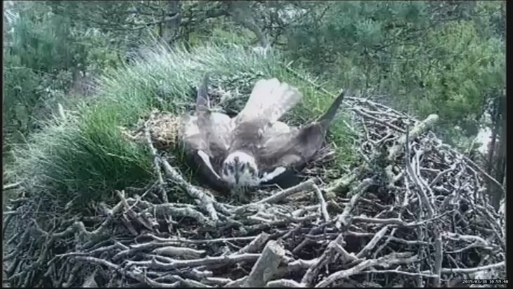 Male osprey prepares the nest © Scottish Wildlife Trust