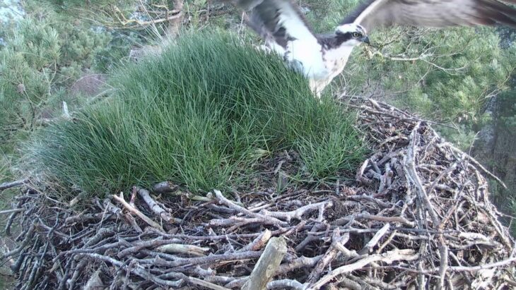 The moment LM12 arrived on the nest © Scottish Wildlife Trust