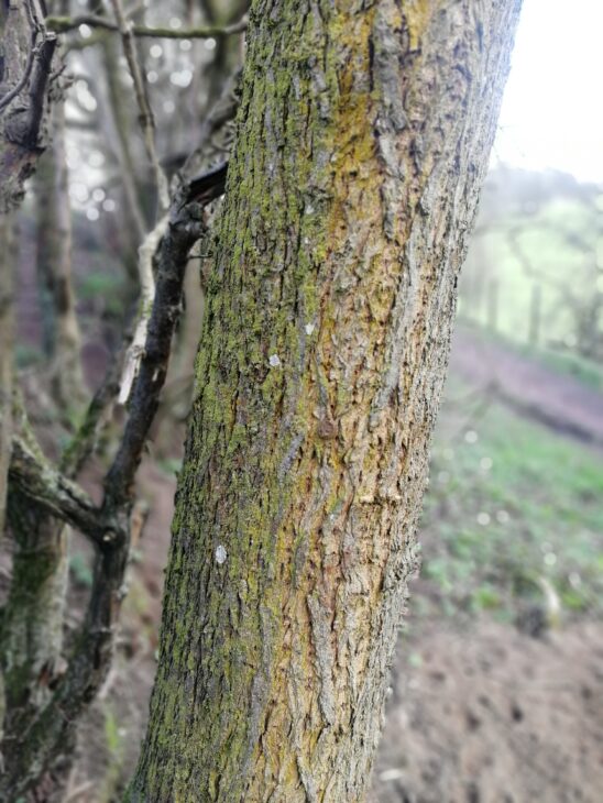 Moss on tree trunk © Becca Wilson