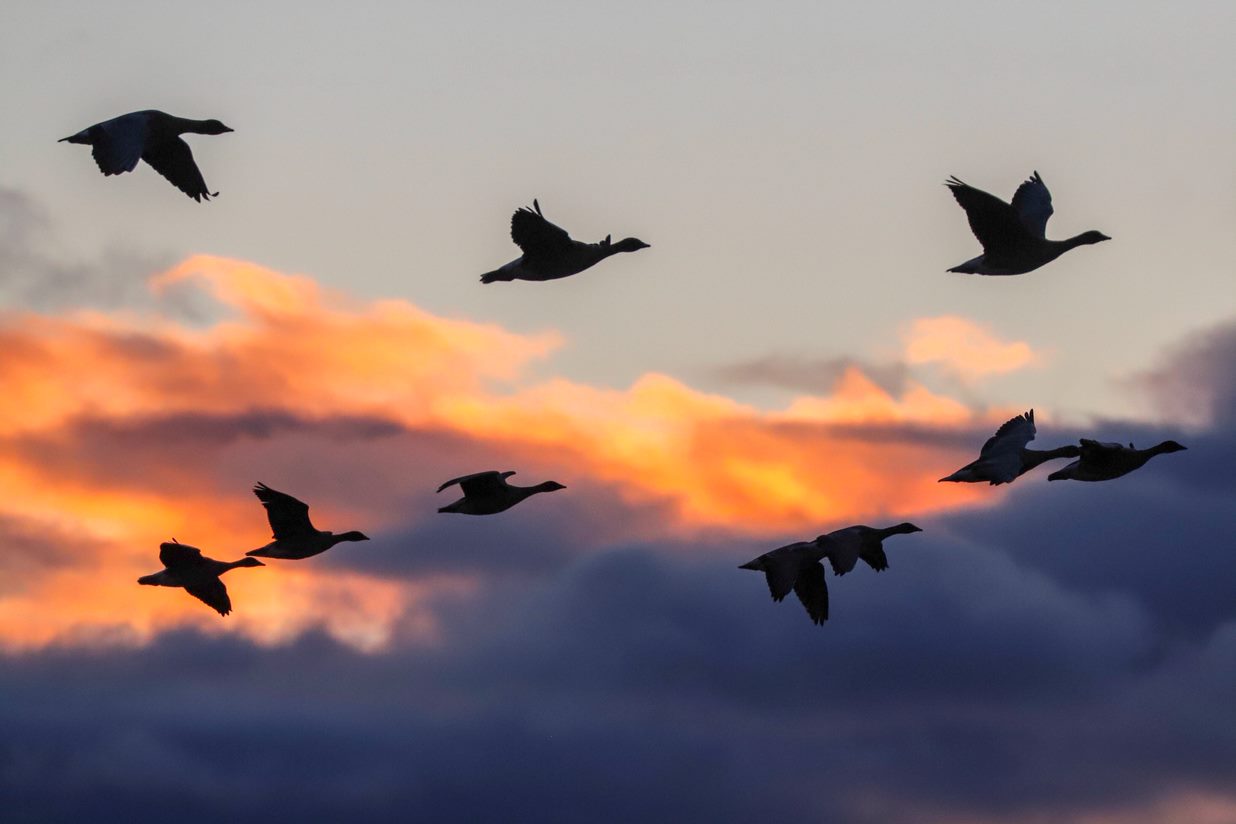 About those geese: Is that a skein or a flock?