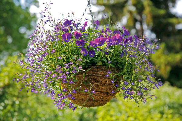 How to plant a pollinator-friendly hanging basket | Scottish Wildlife Trust