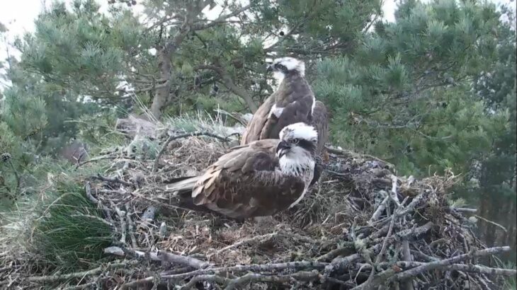 LF15 and LM12 in the nest at Loch of the Lowes © Scottish Wildlife Trust