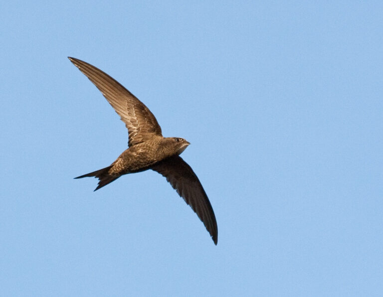 Living Cities: Taking swift action in Stanley | Scottish Wildlife Trust