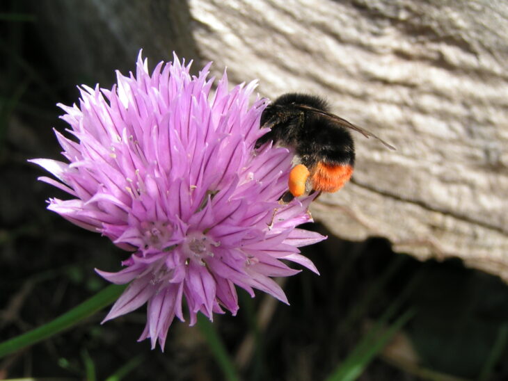 Red-tailed bumblee on chive plant © Richard Burkmar