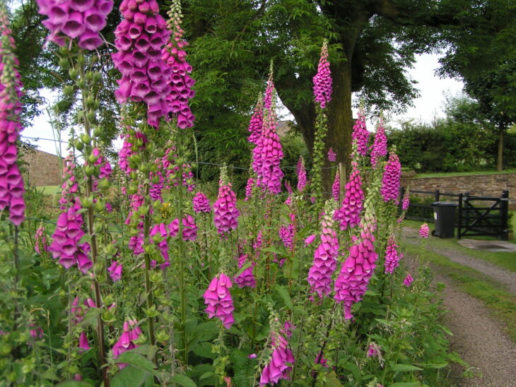 Foxgloves © Richard Burkmar