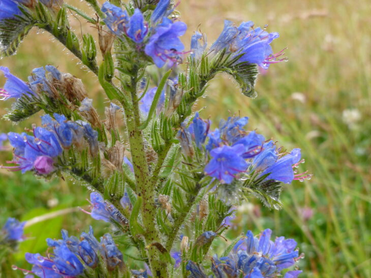 Viper's Bugloss © Lizzie Wilberforce