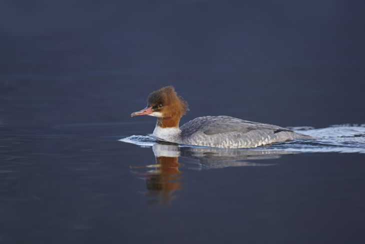 Goosander © Richard Steel / 2020 Vision