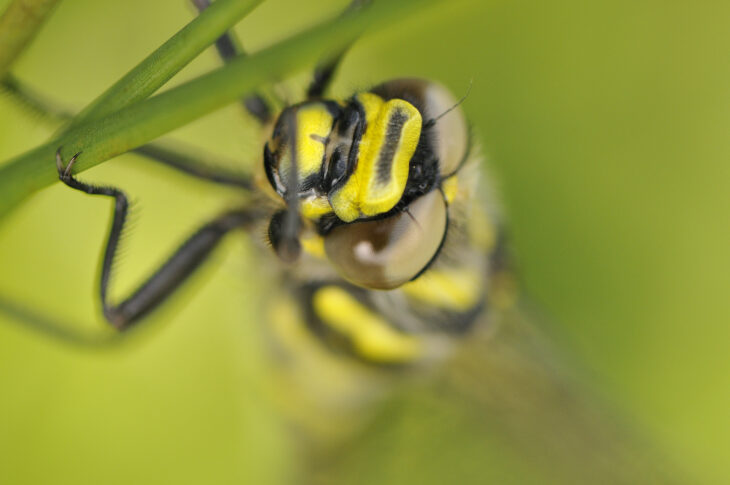Golden-ringed Dragonfly © Fergus Gill, 2020VISION