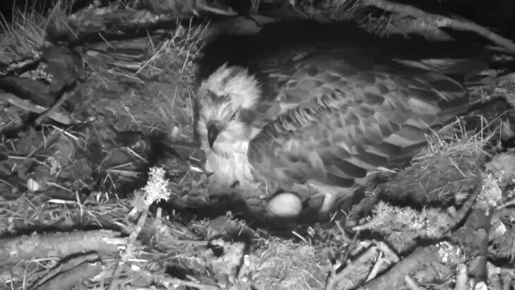 LF15 lays her first egg of 2019 © Scottish Wildlife Trust