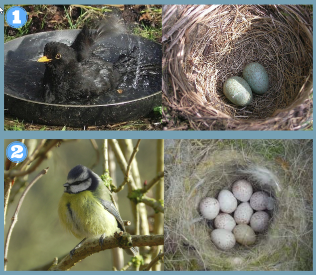 Identify Bird Eggs by Color and Size - Birds and Blooms