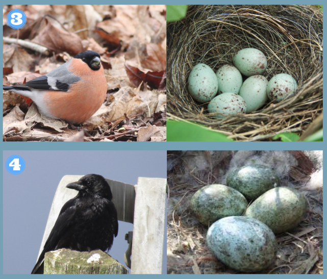 Identify Bird Eggs by Color and Size - Birds and Blooms