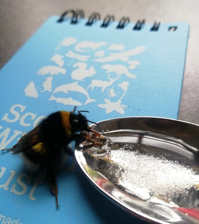 Should I feed bumblebees sugar-water? - Bumblebee Conservation Trust