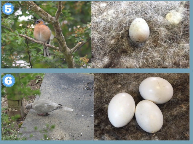 Identifying Wild Bird Nests