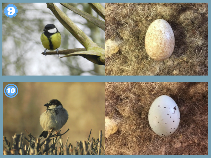 small white speckled bird eggs