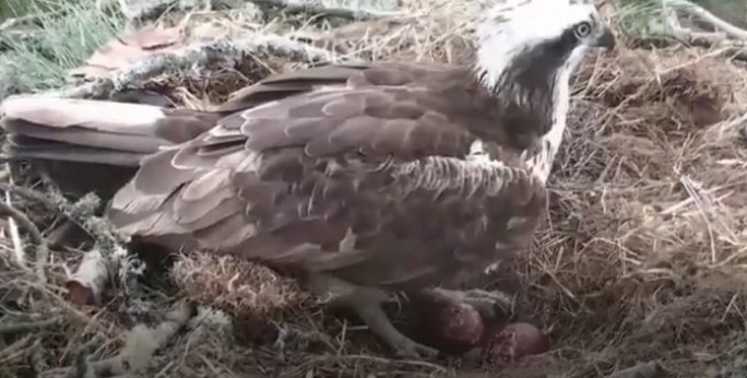 Resident female osprey LF15 stands guard over her two eggs© Scottish Wildlife Trust webcam