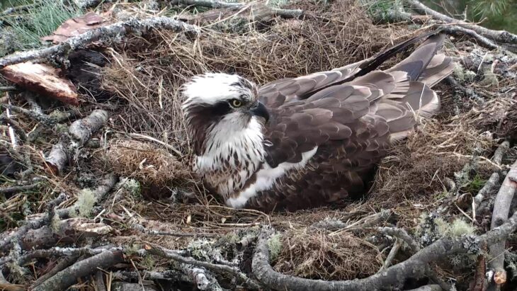 LF15 settles down to incubate © Scottish Wildlife Trust webcam