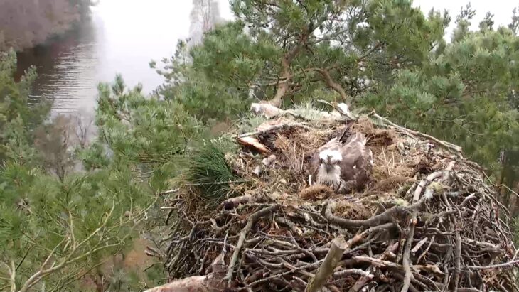 LF15 returns from her night of gallivanting to resume incubation duties on the nest © Scottish Wildlife Trust