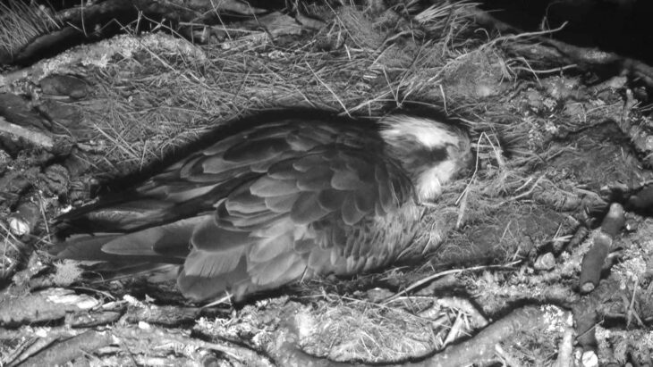 LF15 sleeps peacefully after an eventful two days © Scottish Wildlife Trust webcam