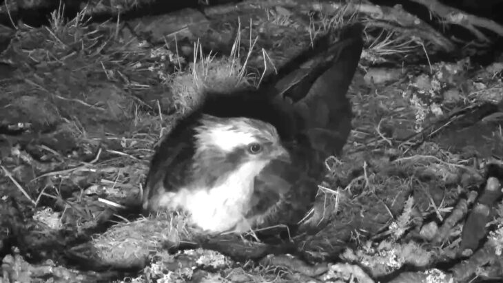 Resident male LM12 incubates the egg throughout the night © Scottish Wildlife Trust