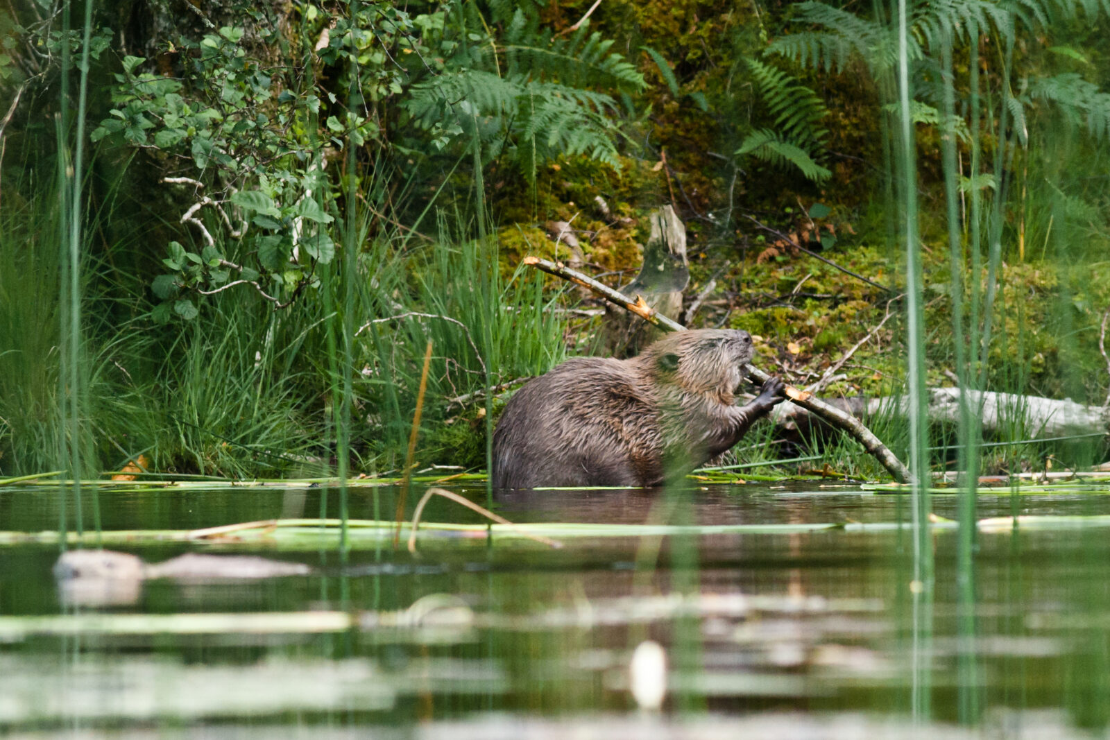 What European Protected Species status means for Scotland's beavers