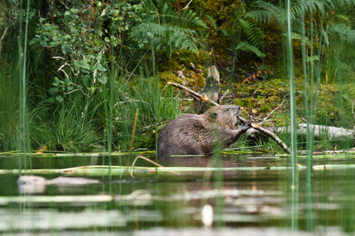 Adult beavers in Knapdale © Steve Gardner