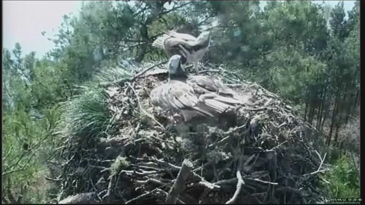 LM12 and LF15 defend the nest from an intruder osprey © Scottish Wildlife Trust