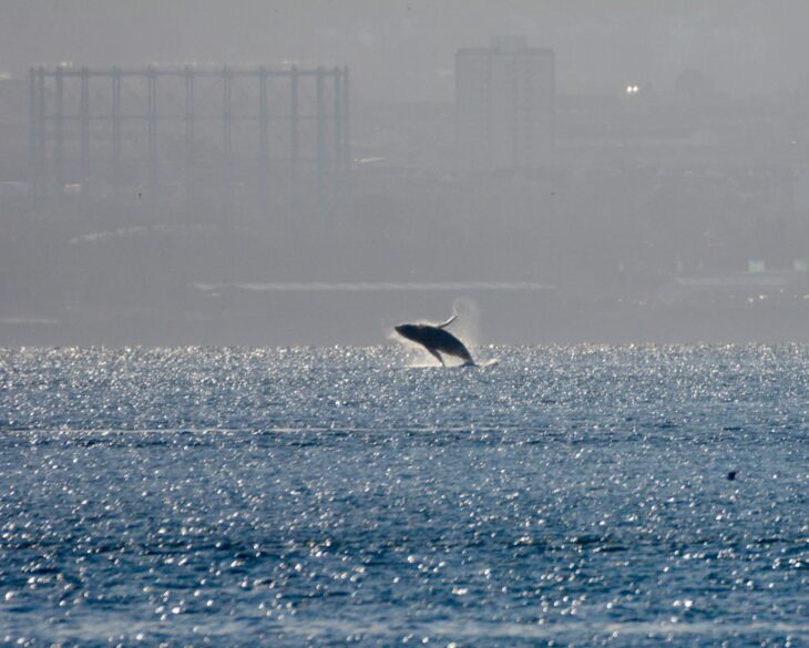 Humpback whale breaching in the Firth of Forth in 2018 © Ron MacDonald