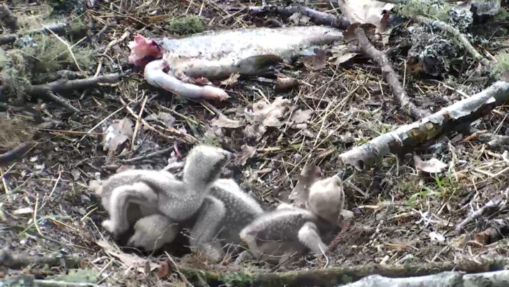 A larder of fish is quickly piling up on the nest © Scottish Wildlife Trust