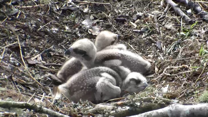 Young chicks collapse in a post feeding 'cuddle puddle'  © Scottish Wildlife Trust