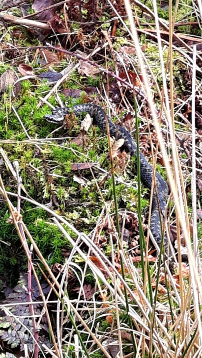 Male adder (Vipera berus) © Christine McGovern