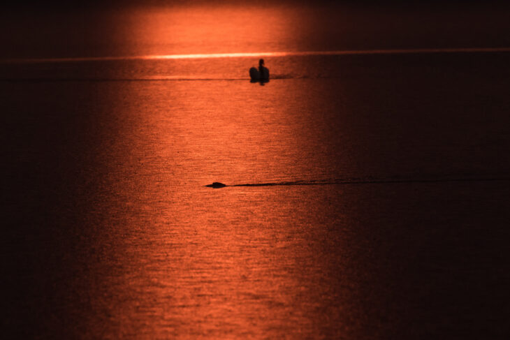 Beaver at Sunrise, Loch of the Lowes ©Johnny Rolt 