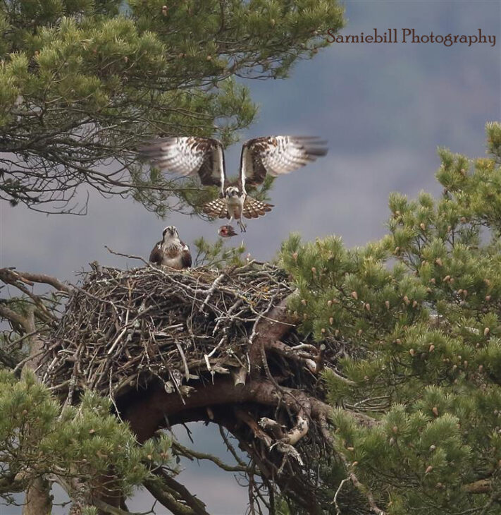 LM12 delivers another fish to his young family © Nigel Wedge