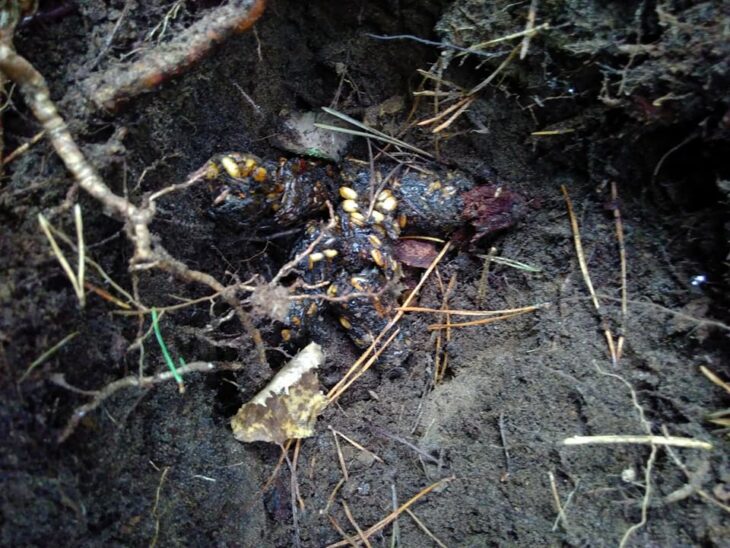 Badger latrine showing evidence of grain and berries @ Sara Rasmussen