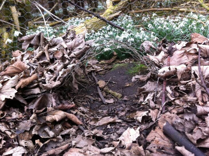 Classic badger trail passing under fence line © Sara Rasmussen