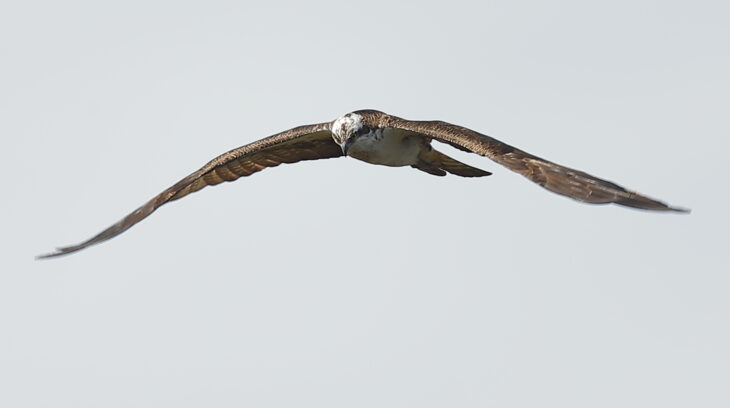 Aerial tussles and defending territory and nest are a crucial part of the osprey breeding season © Mark Westgarth
