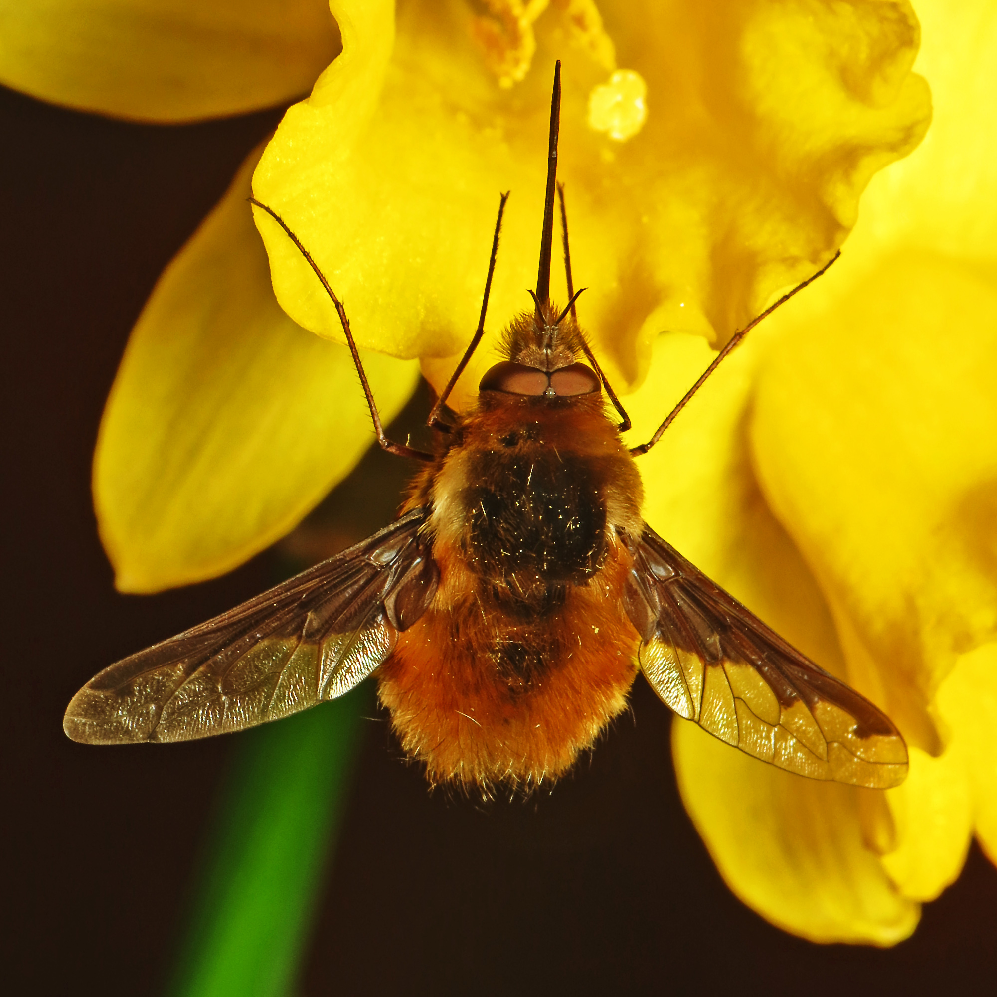 Bombing Bee flies Scottish Wildlife Trust