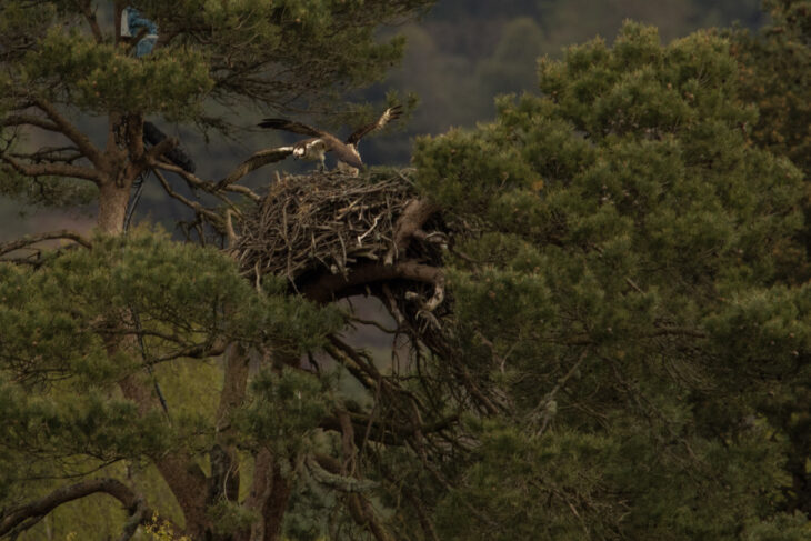 LF15 defends the nest from intruding female © Johhny Rolt