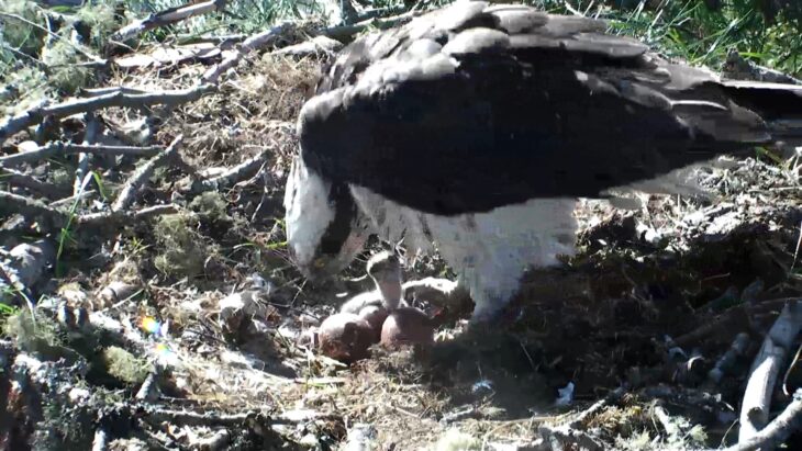 Female osprey LF15 with her first chick of the 2019 season.