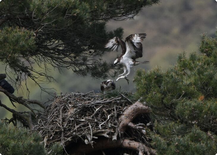 LM12 brings in another fish to his hungry brood © Derek Leith