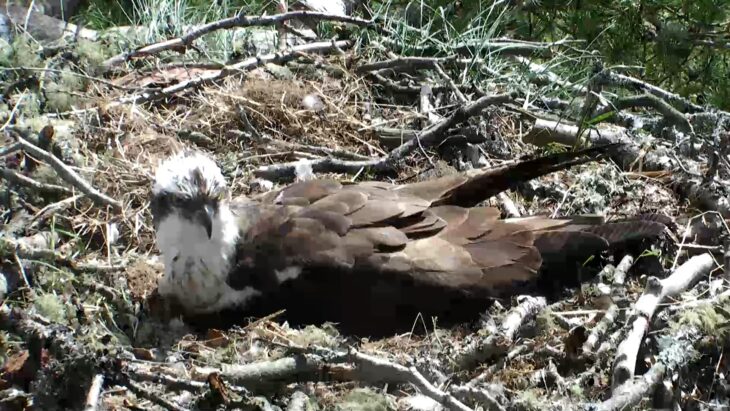 LM12 incubates after a lengthy absence from the nest © Scottish Wildlife Trust