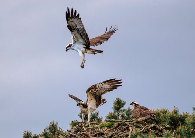 Resident Angus female (on the right of the nest) is challenged by 2 osprey intruders © Darren Dawson