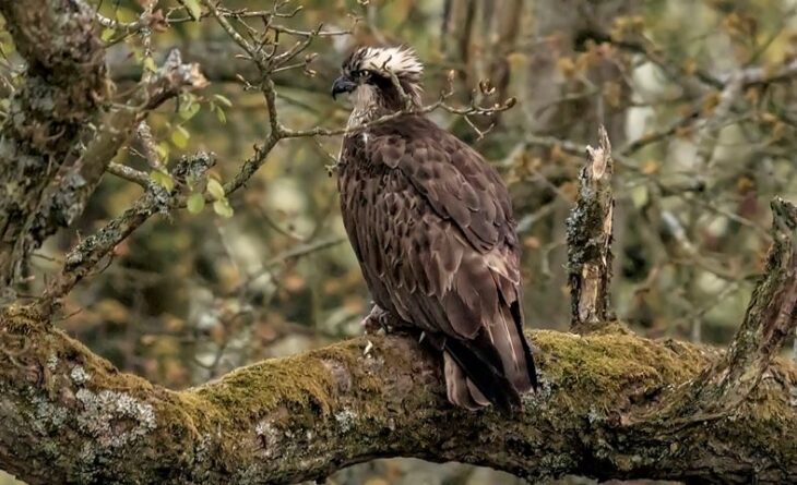 Resident Angus female osprey is ousted from the nest © Darren Dawson