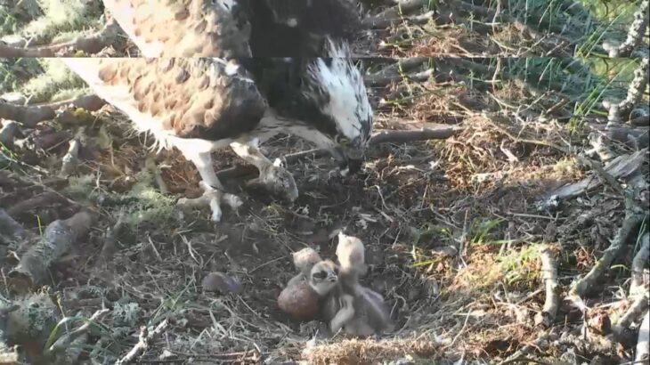 Three chicks with LF15 in the nest at Loch of the Lowes