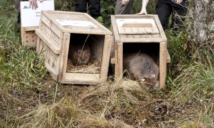 Beavers © Steve Gardner